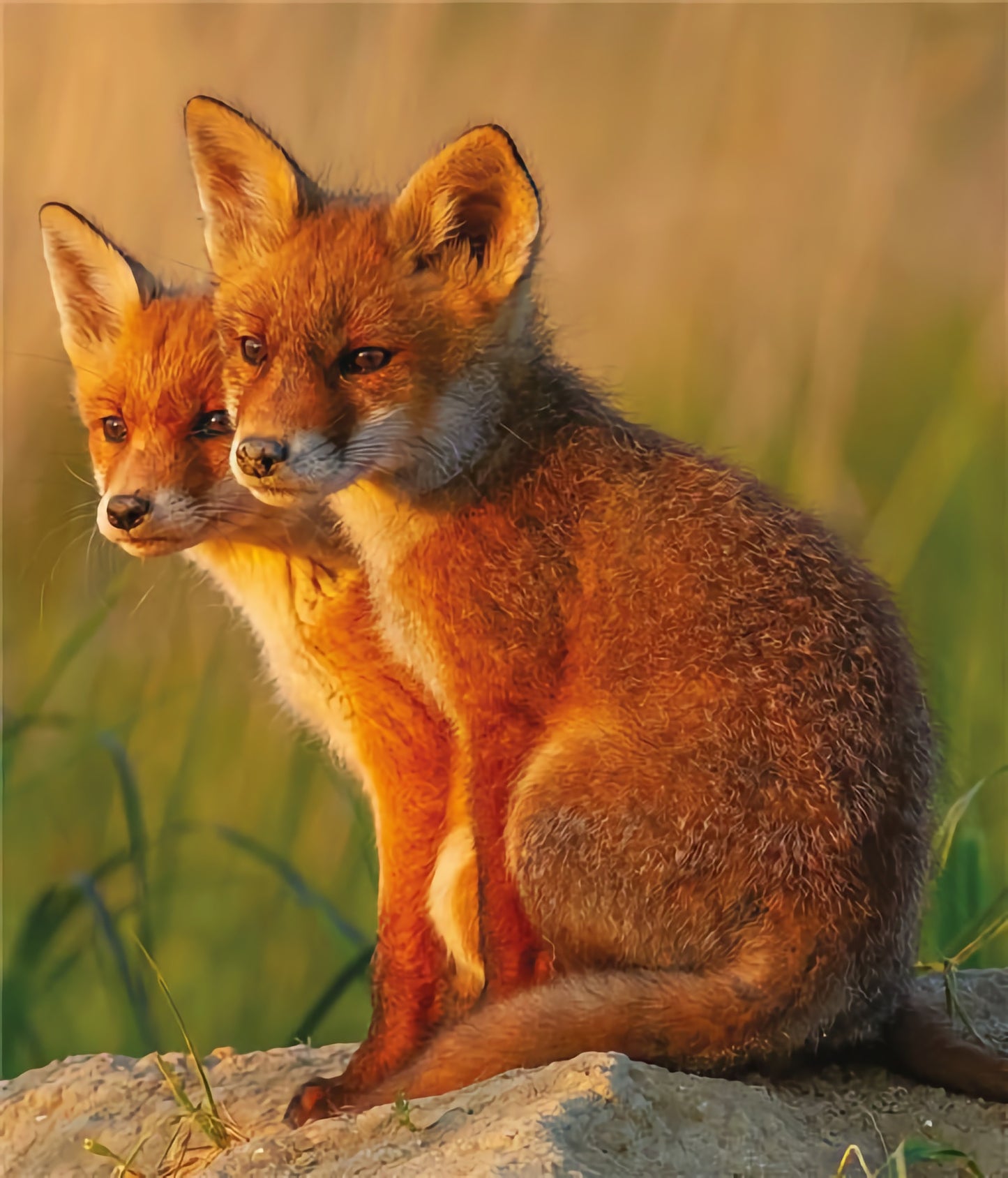 Fox Cubs