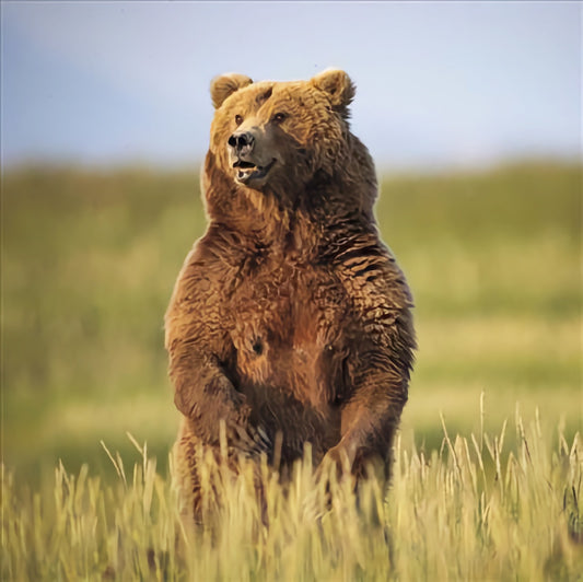 WWF Brown Bear