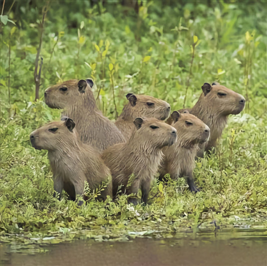 WWF Capybara