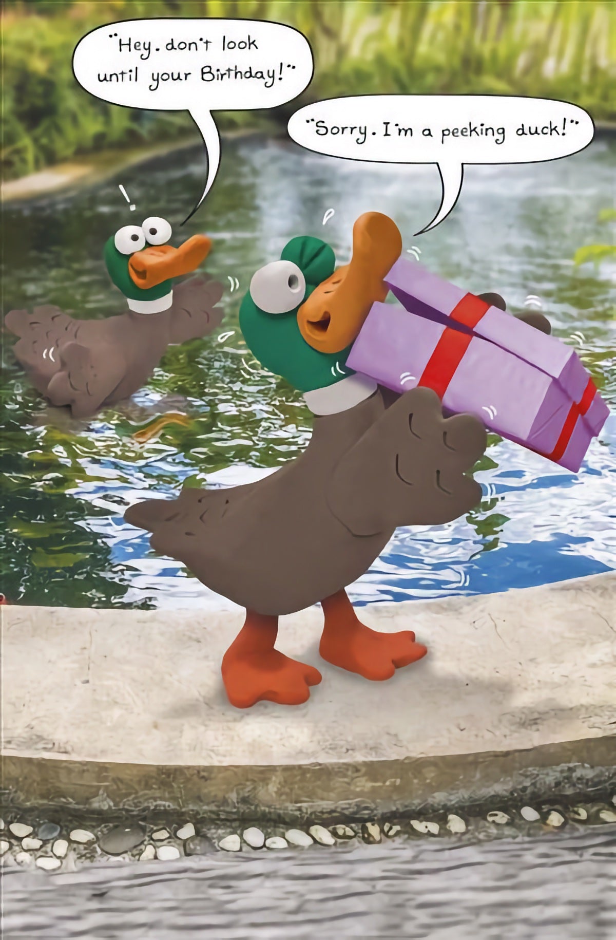 Peeking Duck