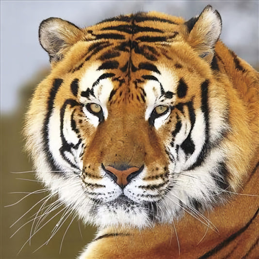 WWF Tiger