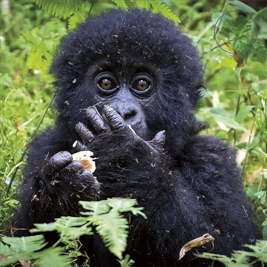WWF Mountain Gorilla