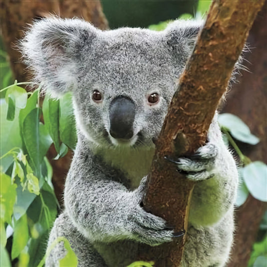 WWF Koala