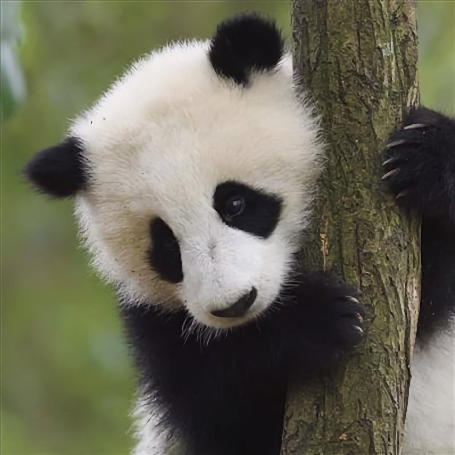 WWF Giant Panda