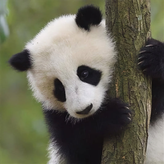 WWF Giant Panda