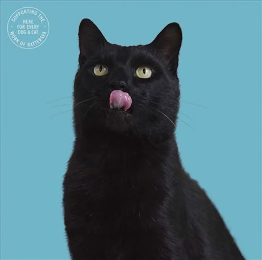 Battersea Cat