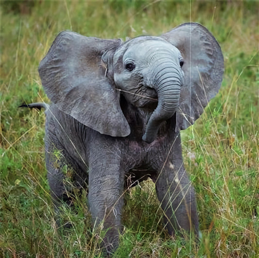 WWF African Elephant