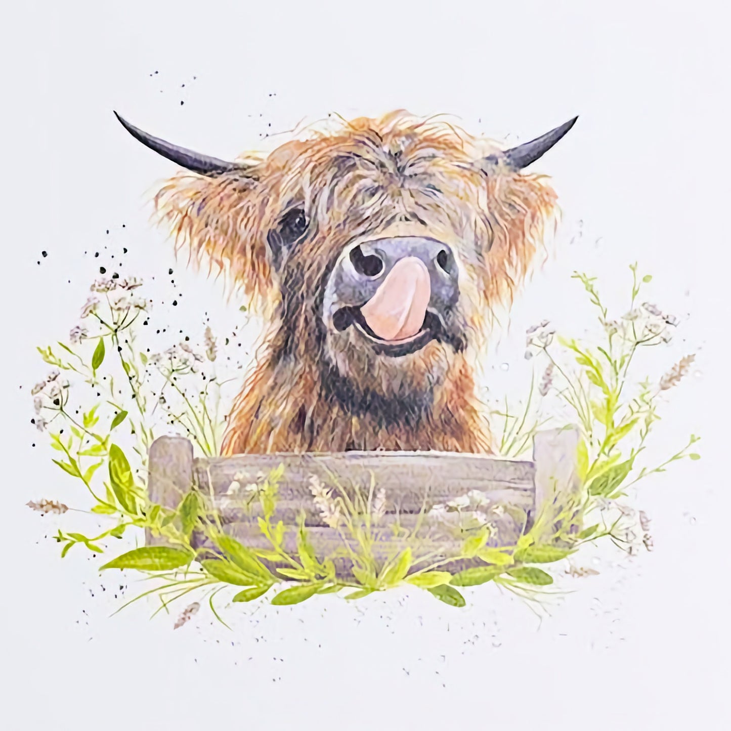 Highland Cow