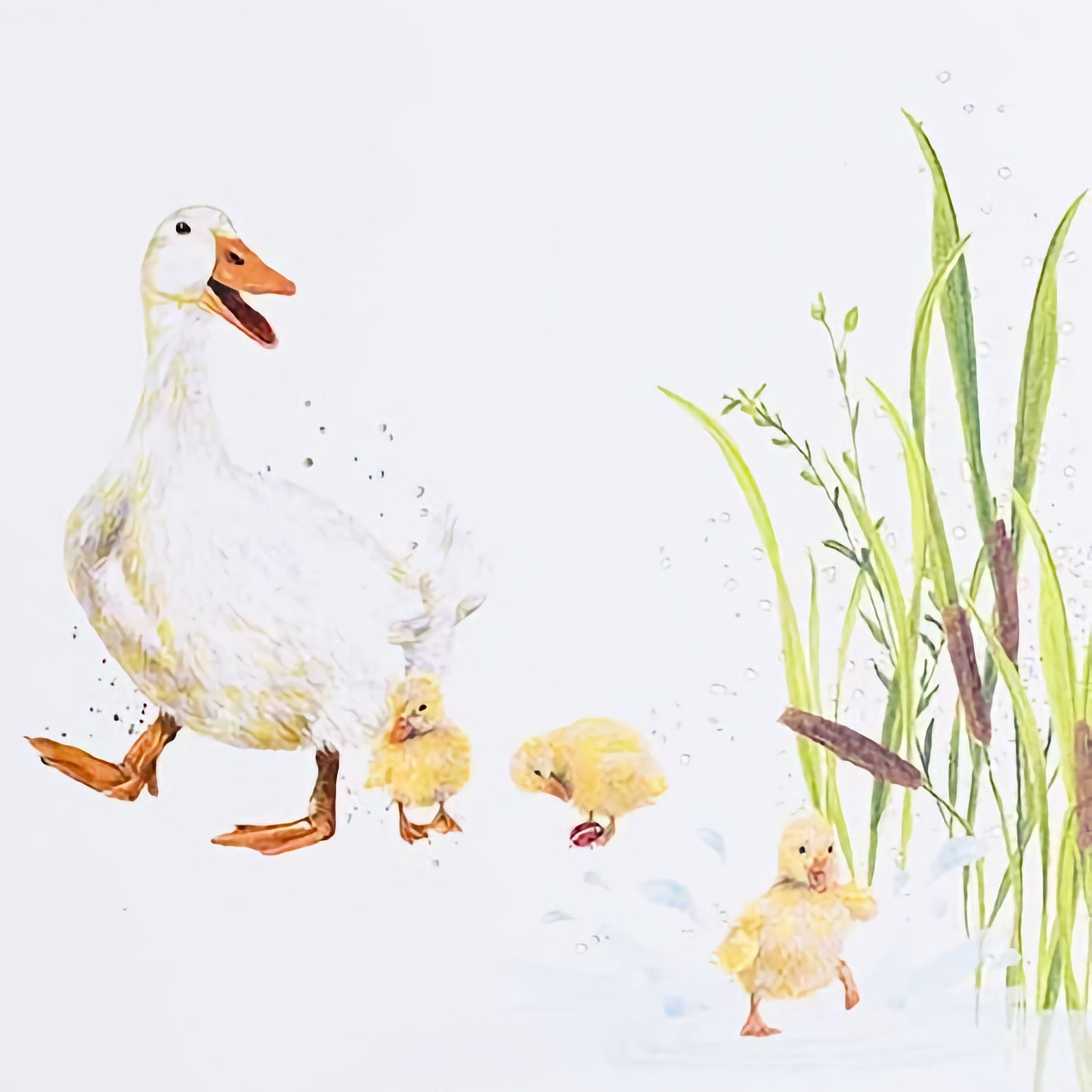 Ducks
