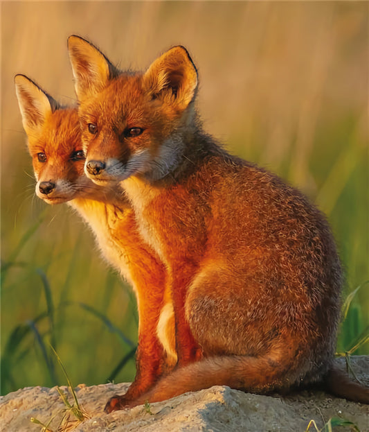 Fox Cubs