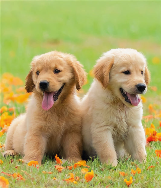 Golden Retriever Puppies