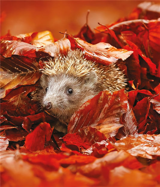 Hedgehog