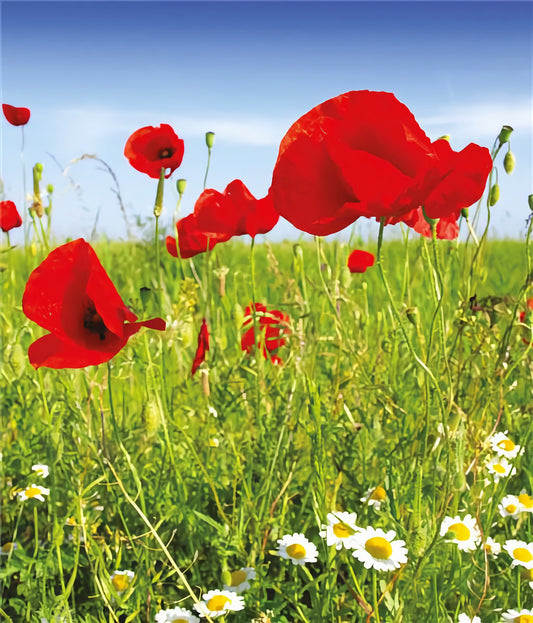Poppies