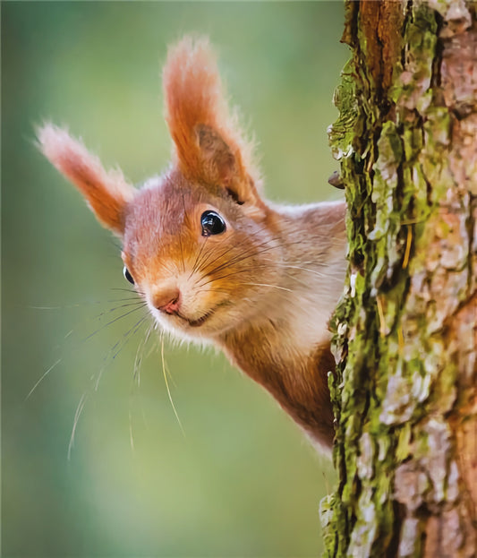 Squirrel