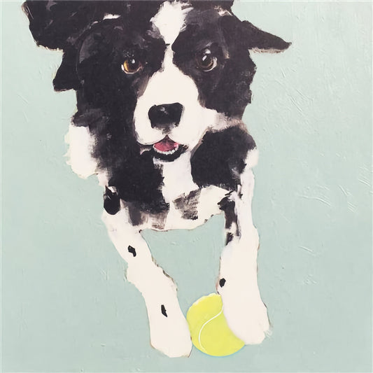 Border Collie